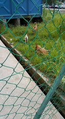 Guido - Mixed Breed Dog