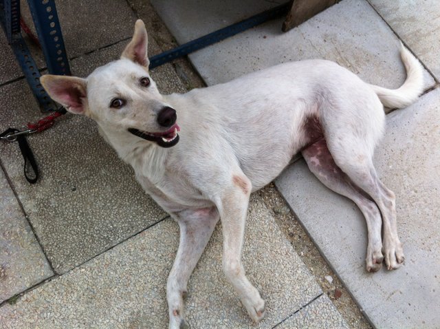 Snowy - Mixed Breed Dog