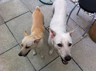 Snowy - Mixed Breed Dog