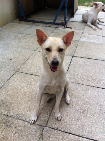 Mayo - Mixed Breed Dog