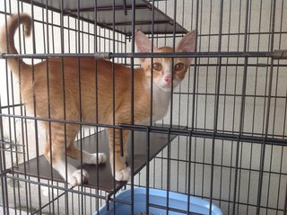 5-month Neutered Vaccinated Male - Domestic Short Hair Cat