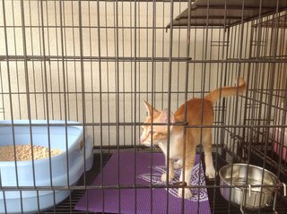 5-month Neutered Vaccinated Male - Domestic Short Hair Cat