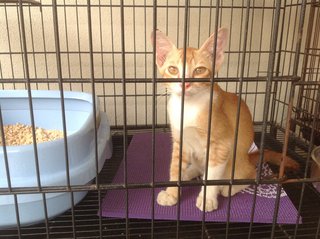 5-month Neutered Vaccinated Male - Domestic Short Hair Cat