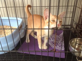 5-month Neutered Vaccinated Male - Domestic Short Hair Cat