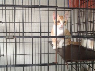 5-month Neutered Vaccinated Male - Domestic Short Hair Cat