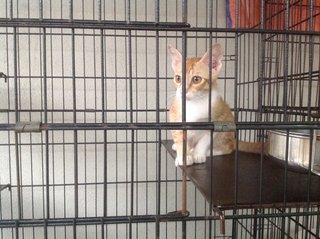 5-month Neutered Vaccinated Male - Domestic Short Hair Cat