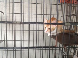 5-month Neutered Vaccinated Male - Domestic Short Hair Cat