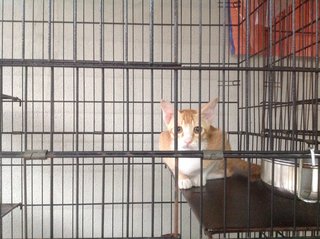 5-month Neutered Vaccinated Male - Domestic Short Hair Cat