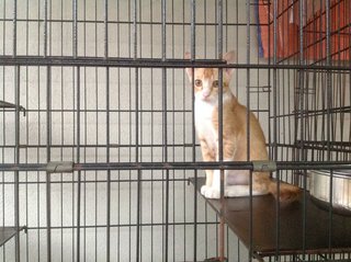 5-month Neutered Vaccinated Male - Domestic Short Hair Cat