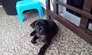 Blacky - Mixed Breed Dog