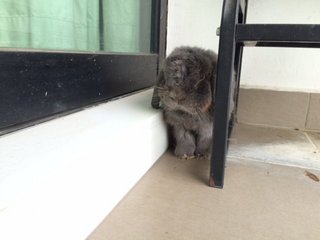 Bay - Holland Lop Rabbit