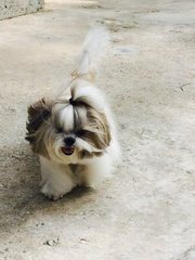 PF75754 - Shih Tzu Dog