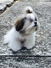 PF75754 - Shih Tzu Dog