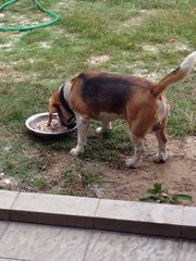 This is Monty having his favourite meal