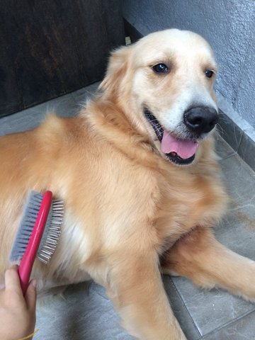 Hazel - Golden Retriever Dog