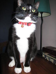 a pic of my own Tuxie.. 'Skunkee'