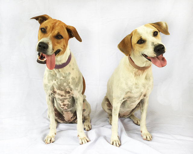 Anna And Elsa - Jack Russell Terrier Mix Dog