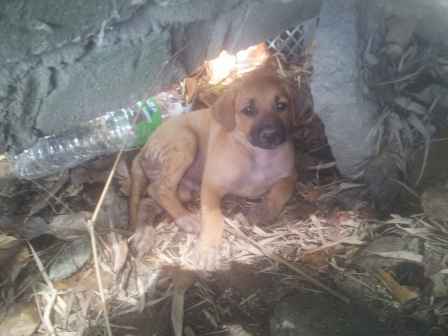 6 Puppies - Mixed Breed Dog