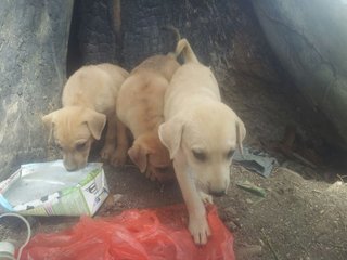 6 Puppies - Mixed Breed Dog