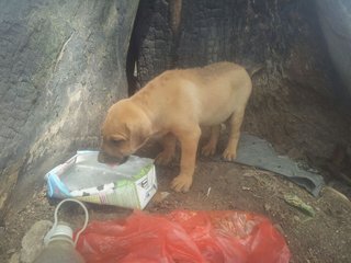 6 Puppies - Mixed Breed Dog