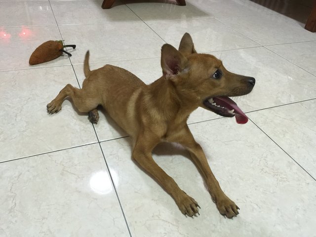 Girl - Mixed Breed Dog