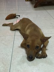 Girl - Mixed Breed Dog