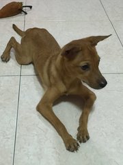 Girl - Mixed Breed Dog