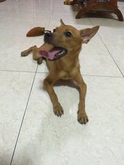 Girl - Mixed Breed Dog