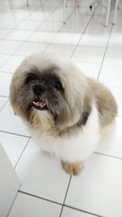 Baby - Shih Tzu Dog