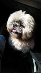 Baby - Shih Tzu Dog