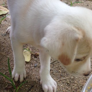 Spot - Mixed Breed Dog