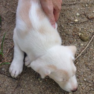 Spot - Mixed Breed Dog