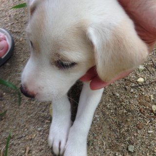 Spot - Mixed Breed Dog