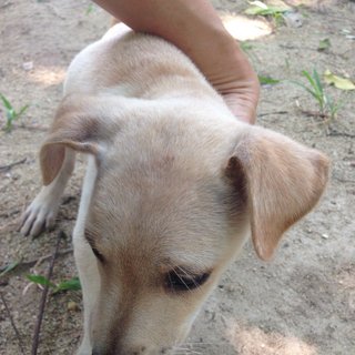 Dot - Mixed Breed Dog