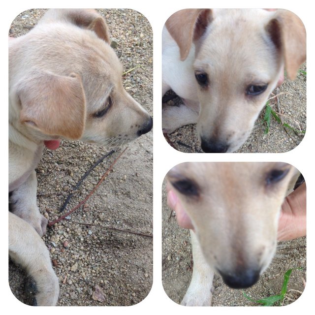 Dot - Mixed Breed Dog