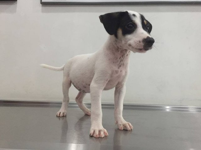 Spot - Mixed Breed Dog