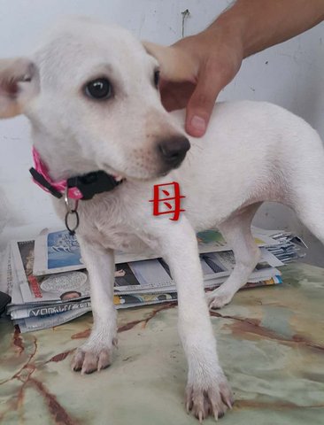 Cotton - Ipoh - Mixed Breed Dog