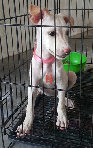 Darling - Ipoh - Mixed Breed Dog