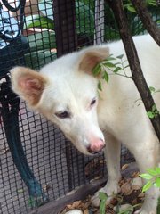 Sierra - Mixed Breed Dog