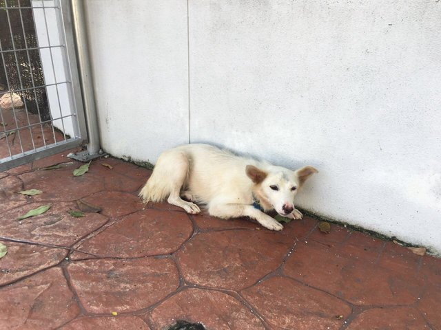 Beautiful White Female - Mixed Breed Dog