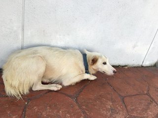 Beautiful White Female - Mixed Breed Dog