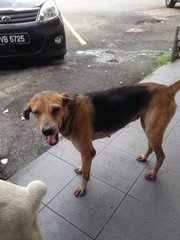 Bonnie And Clyde - Mixed Breed Dog