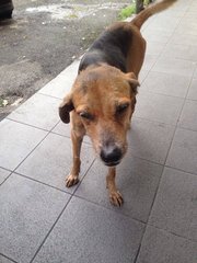 Bonnie And Clyde - Mixed Breed Dog