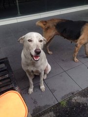 Bonnie And Clyde - Mixed Breed Dog