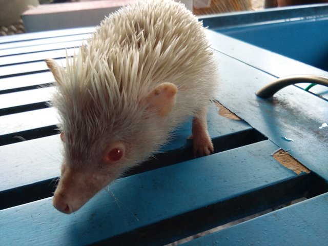 Xiao Bai (Hedgehog)  - Hedgehog Small & Furry