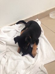 Cute Male Puppy - Mixed Breed Dog