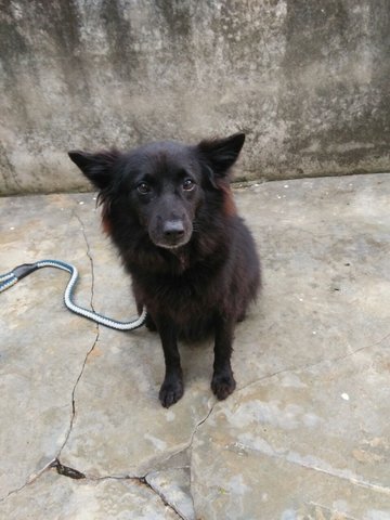 Fluffy - Mixed Breed Dog