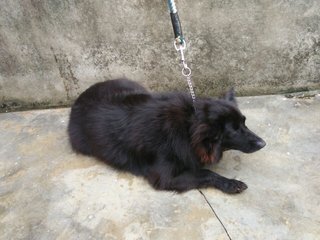 Fluffy - Mixed Breed Dog