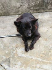 Fluffy - Mixed Breed Dog