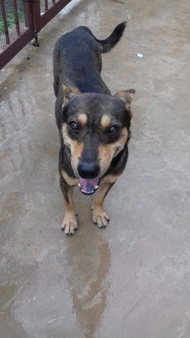 PF75861 - Mixed Breed Dog